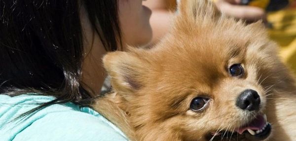 Котик, надень маску: ученые рассказали, можно ли заразиться коронавирусом от домашних животных