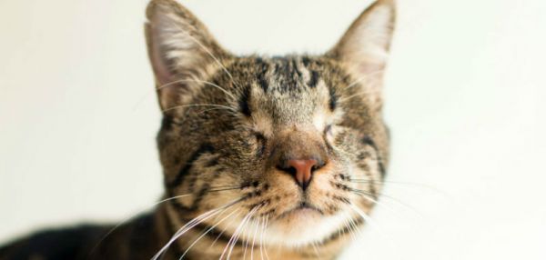 Фотограф снимает слепых котов, чтобы помочь им найти хозяев