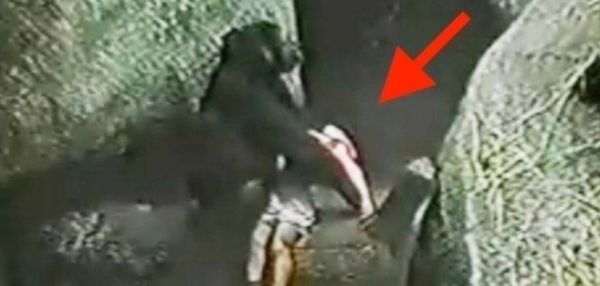 В 1996 году в зоопарке Брукфилд, штат Иллинойс, произошёл трагический случай. Трёхлетний ребёнок упал в вольер с гориллой.