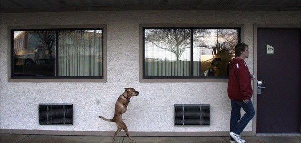 История про Веру, прямоходящую собаку.