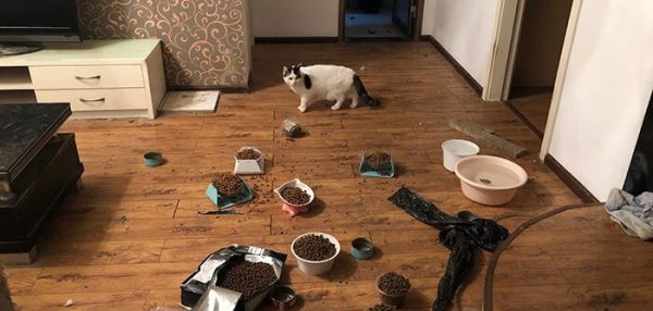 Китайские зоозащитники спасают животных, оставшихся без хозяев из-за коронавируса