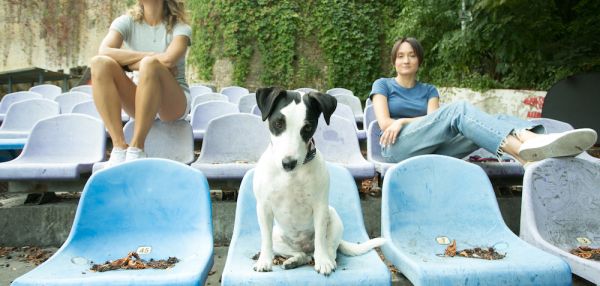 Сотрудники Amazon каждый день берут на работу своих собак