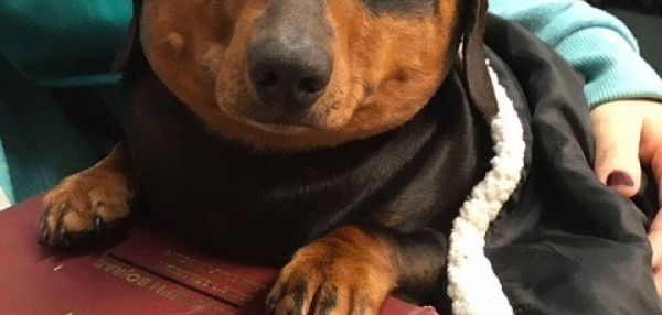 Такса вдруг начала раздуваться как шарик и хозяйка не могла понять в чем дело