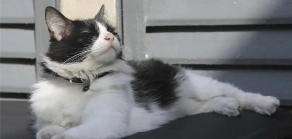 Туристка заплатила коту $100 за то, что он провел с ней ночь