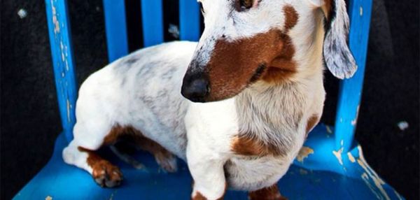 Животные с витилиго, которым как будто не хватило краски