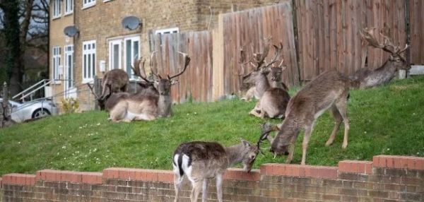 Карантин — для людей, прогулки — для зверей: улицы британских городов заполонили олени и козы