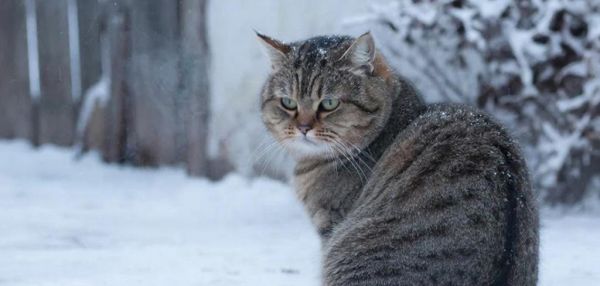 Может ли кошка замерзнуть на улице? Разбираем подробно