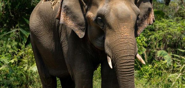 Зачем слону хобот? 10 поразительных фактов