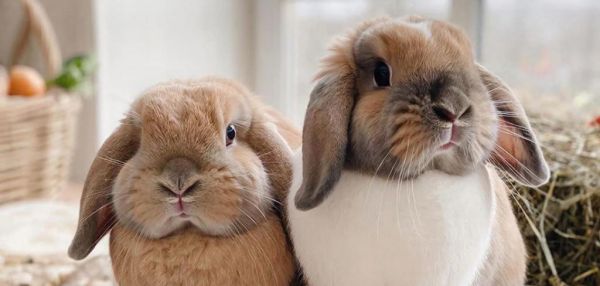 Стоит ли заводить кролика: 10 вещей, о которых стоит знать «до»