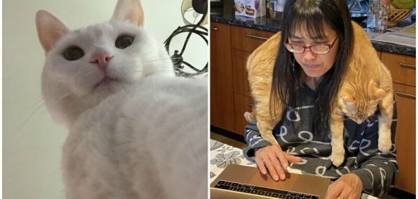 Забавные котейки, которые не дают хозяевам скучать на карантине