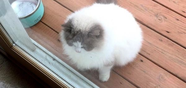 Красивого пушистого кота бросили при переезде, но он получил помощь от добрых людей