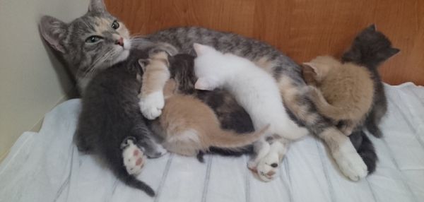 Как кошка родила шестерых котят на подводной лодке