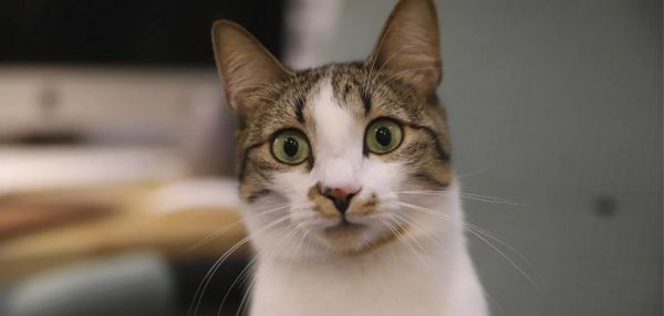 «Аэрофлот» разрешил перевозить животных на соседнем кресле