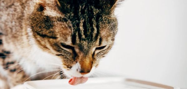 Почему кошки любят пить воду из-под крана