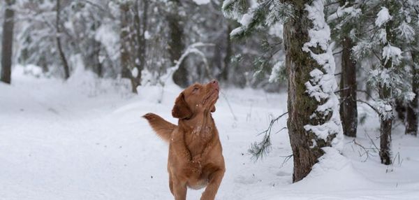 Собака боится снега: почему и как помочь
