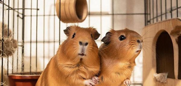 удивительные факты о хомяках