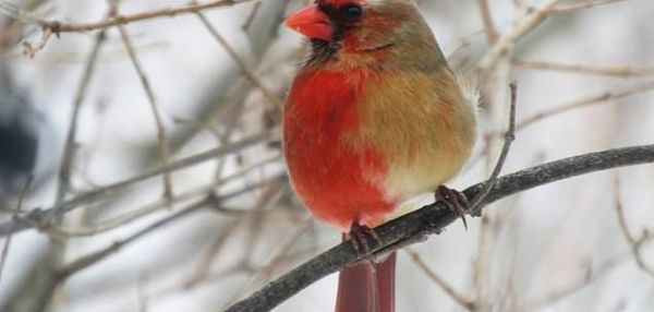 В Пенсильвании увидели уникального Кардинала-Химеру