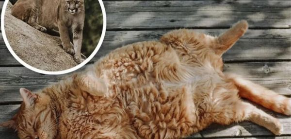 Спортзал для хвостатых: как работают фитнес-клубы для животных в Москве