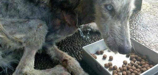 Парень выходил истощенного пса непонятной породы и он превратился в красавца хаски