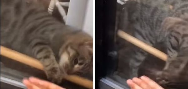 Девушка не могла выйти из дома и тогда кот открыл для нее дверь