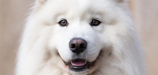 5 пород собак, которые похожи на белого медведя