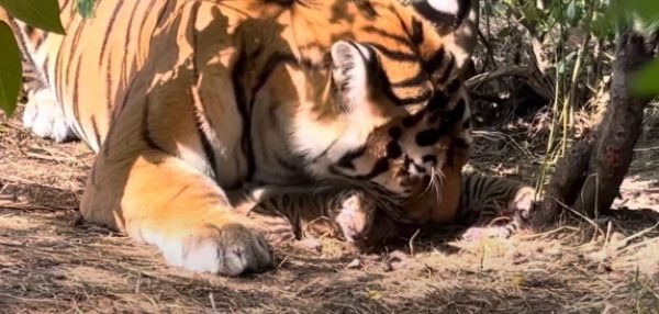Посмотрите на детенышей амурского тигра. Они родились в парке «Тайган»