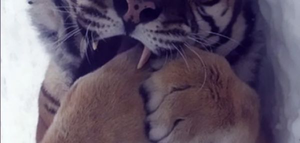 Кошки севера: 5 видов, которые выживают в самых холодных уголках планеты