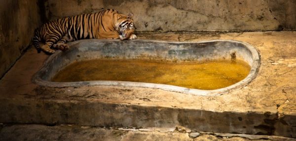 Вот как выглядит настоящая жизнь зверей в зоопарках