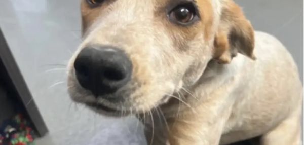 Собака из приюта заплакала, когда ее брат нашел семью и ушел