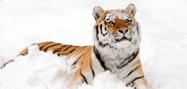 В России процветает черный рынок диких животных