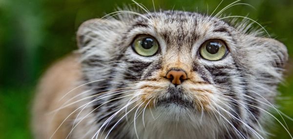 10 неожиданных фактов о манулах, которые вы могли не знать