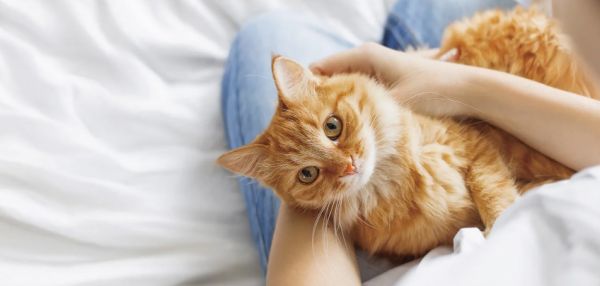 Как коты управляют нами (и миром)