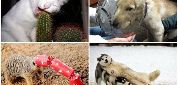 Животные, у которых не задался день