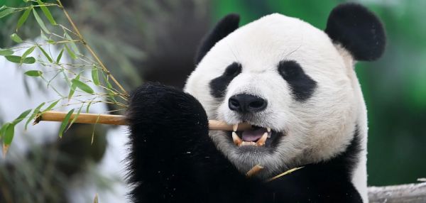 Первые за 24 года большие панды прибыли в зоопарк Вашингтона из Китая