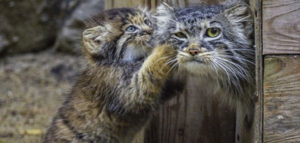 Удивительная история манулов из Новосибирска — хищников, которых выкормила домашняя кошка