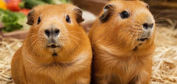 13 фактов о морских свинках, которые стоит знать «до»