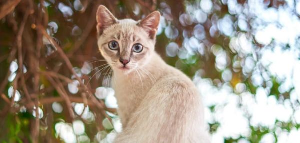 Почему кошки залезают на деревья, но не могут слезть сами