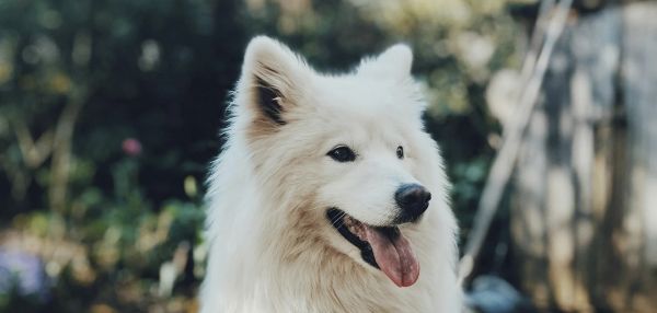 Кинолог рассказал, что делать, если собака постоянно требует внимания