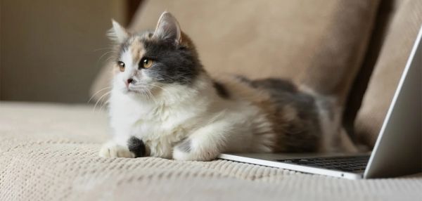 Почему кошки едят цветы?