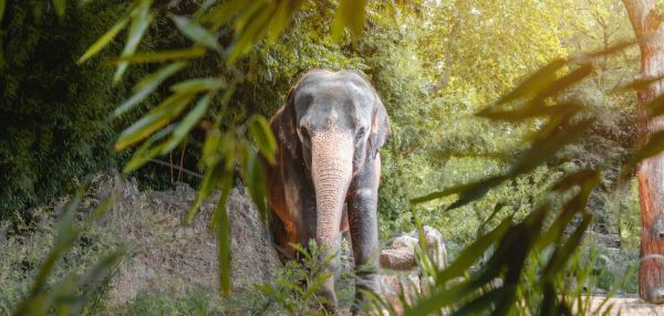 Зачем слону хобот? 10 поразительных фактов