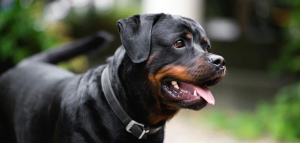 Лучшие защитники: 10 пород собак, которые не дадут вас в обиду