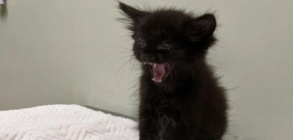 Демон или вампир? Котенок с удивительной внешностью стал звездой