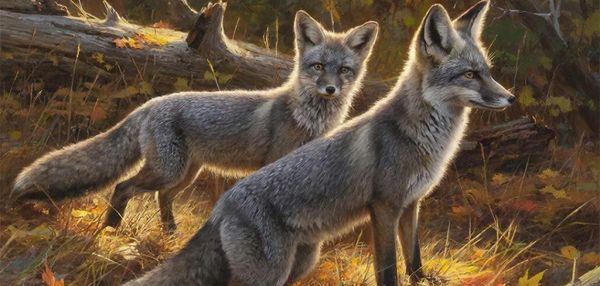 Серые лисы думают, что они кошки