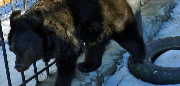 В Омске бывшая цирковая медведица наконец-то выспалась