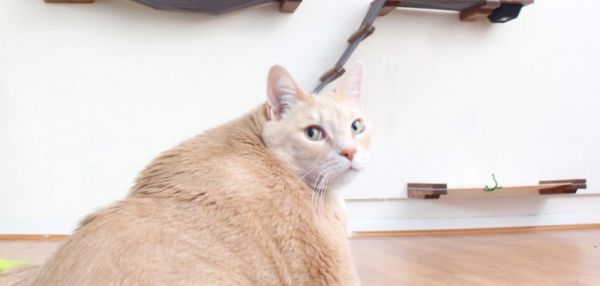 Из приюта взяли очень толстого кота, чтобы привести его в норму