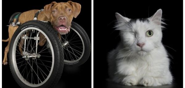 Потрясающие портреты животных с ограниченными возможностями