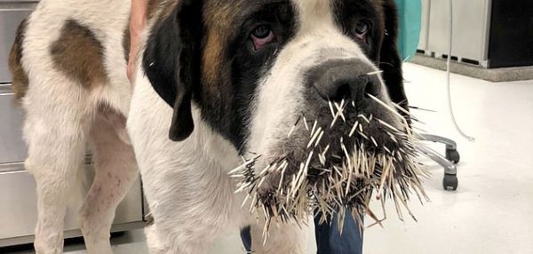 C морды любопытного сенбернара удалили множество игл дикобраза