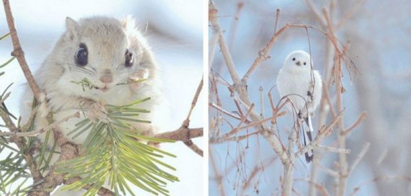 7 самых милых животных с острова Хоккайдо