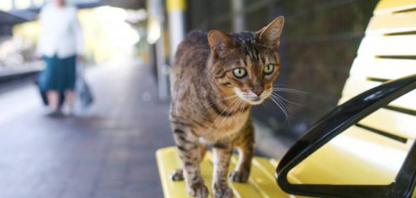 Каждое утро этот общительный кот приходит на железнодорожную станцию ливерпуля