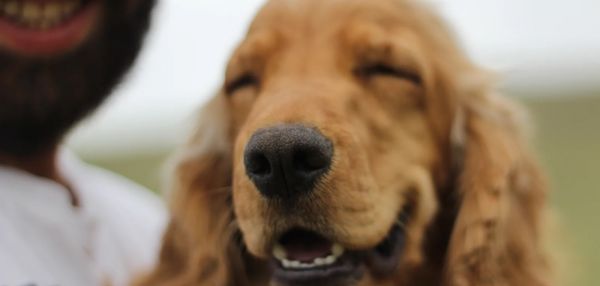 Мимика собак и волков сильно различается